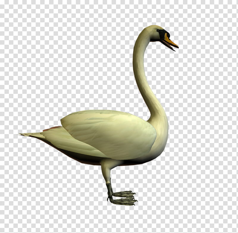 D Swans, white goose transparent background PNG clipart