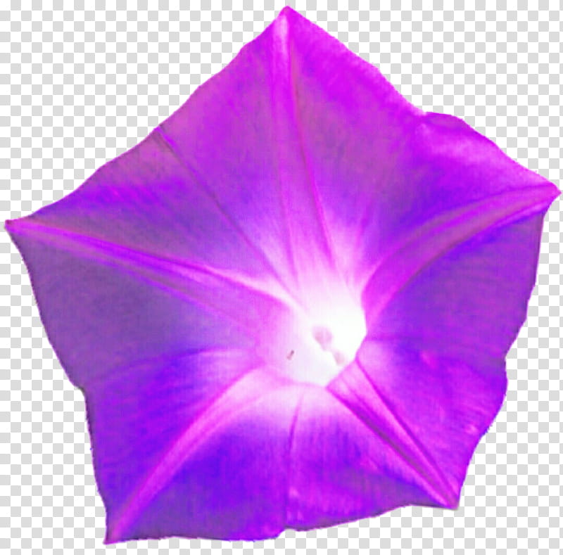 Glowing Morning Glory transparent background PNG clipart