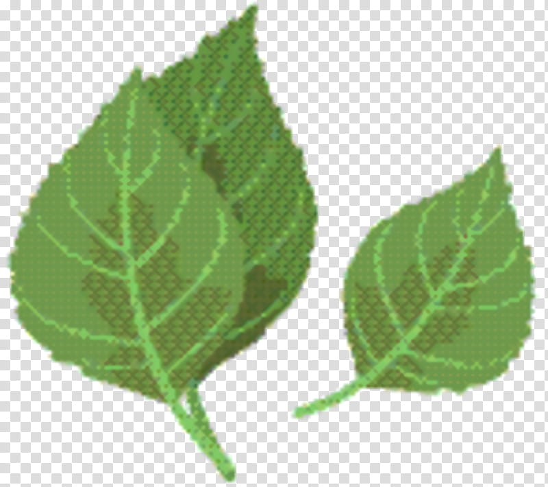 Birch Tree, Beefsteak Plant, Plant Pathology, Leaf, Plant Stem, Plants, Perilla, Slippery Elm transparent background PNG clipart