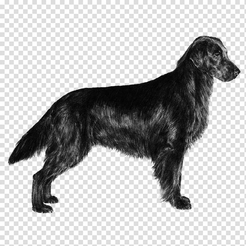 Golden Retriever, Newfoundland Dog, Flatcoated Retriever, Puppy, Papo, Gun Dog, Searching, Spaniel transparent background PNG clipart