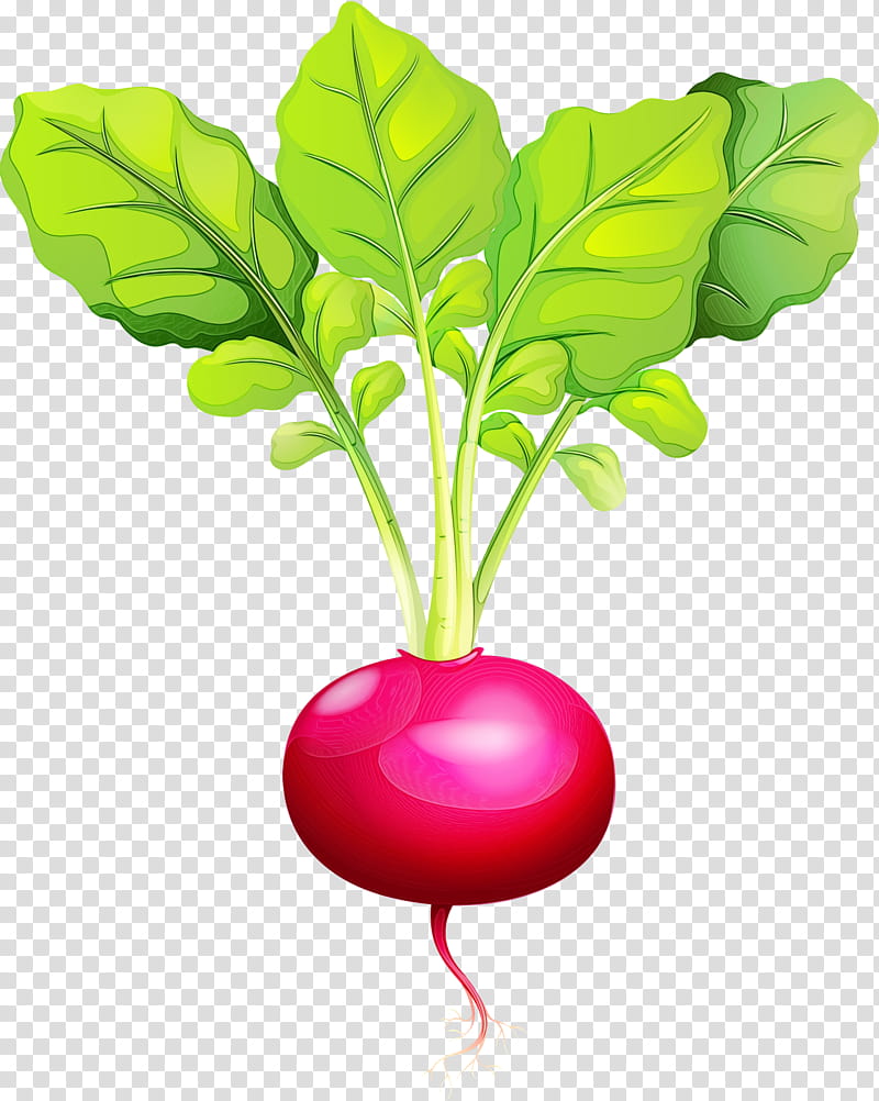 radish beetroot beet leaf vegetable, Watercolor, Paint, Wet Ink, Plant, Turnip, Flower, Food transparent background PNG clipart