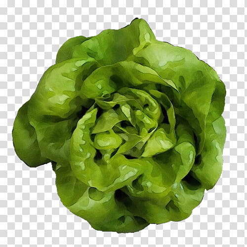 green leaf vegetable lettuce iceburg lettuce plant, Watercolor, Paint, Wet Ink, Flower, Blue Sow Thistle, Food transparent background PNG clipart