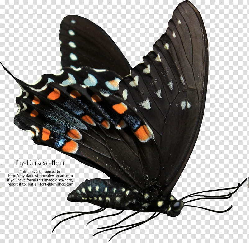 Butterfly, black and gray metal frame transparent background PNG clipart