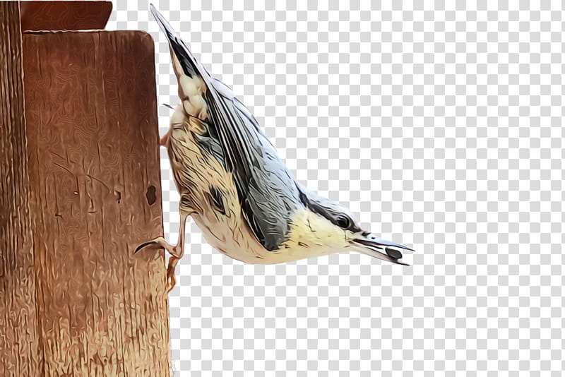 bird chickadee wood birdhouse perching bird, Watercolor, Paint, Wet Ink, Sparrow, Songbird, White Breasted Nuthatch, Beak transparent background PNG clipart