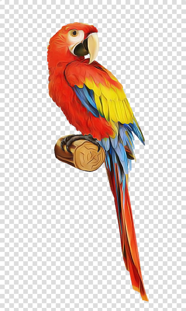 bird macaw parrot beak budgie, Parakeet, Tail, Wing transparent background PNG clipart