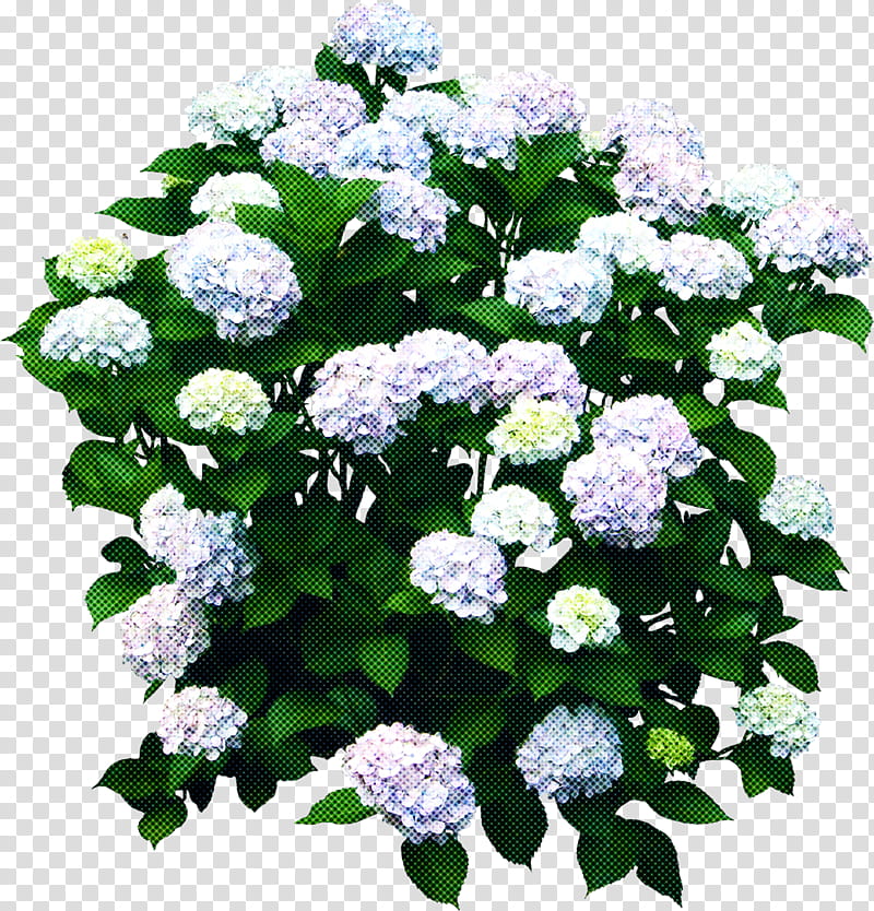 Rose, Flower, Plant, Hydrangeaceae, Shrub, Cornales, Viburnum, Cut Flowers transparent background PNG clipart