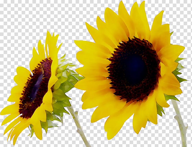 Yellow Flower, Desktop Metaphor, Sunflower, Hanau, Conservatorship, Meals On Wheels, Sunflower Seed, Plant transparent background PNG clipart