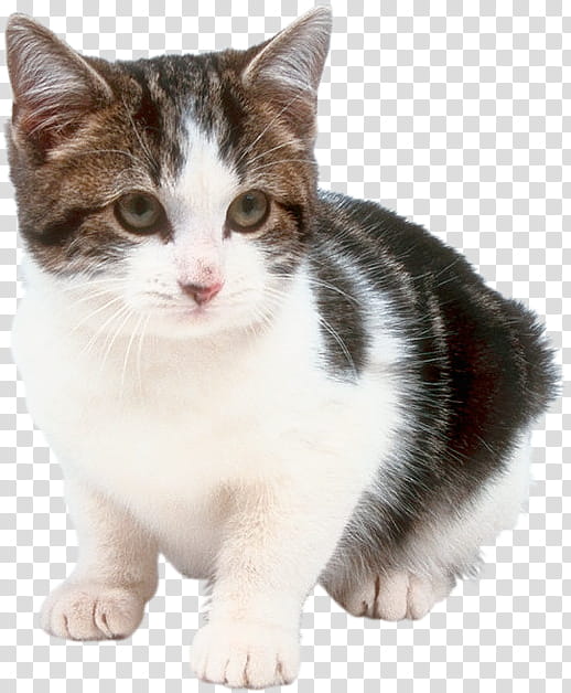 High Quality  Cats , white and black tab transparent background PNG clipart