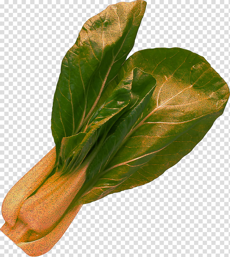 leaf choy sum leaf vegetable plant flower, Komatsuna, Food, Anthurium, Tatsoi transparent background PNG clipart
