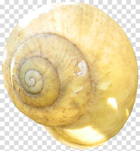 croped snail shells , brown snail transparent background PNG clipart
