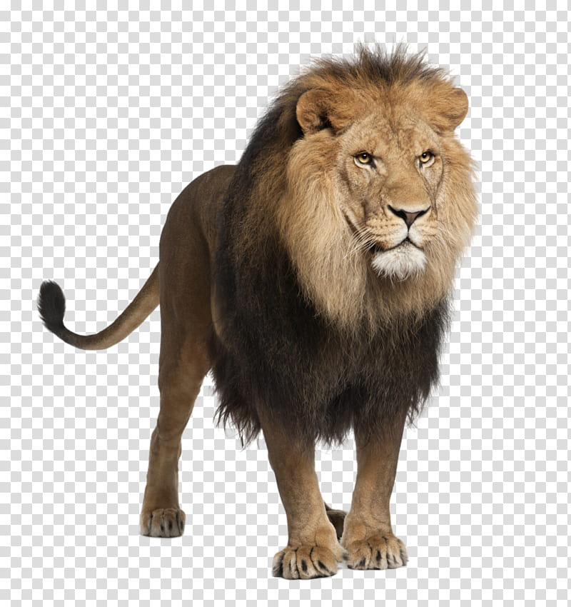 Lion , brown lion transparent background PNG clipart