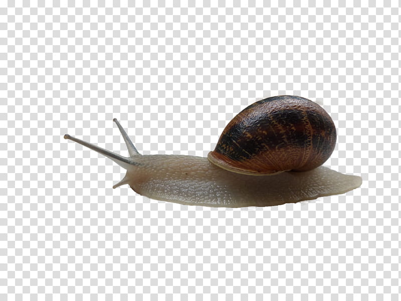 Snail, brown snail transparent background PNG clipart
