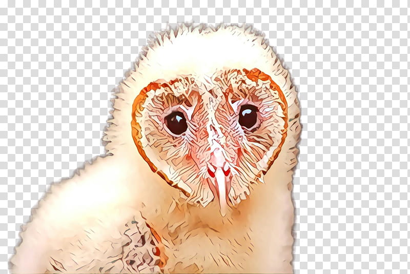 barn owl owl bird bird of prey beak transparent background PNG clipart