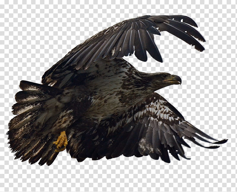 black eagle on mid air transparent background PNG clipart