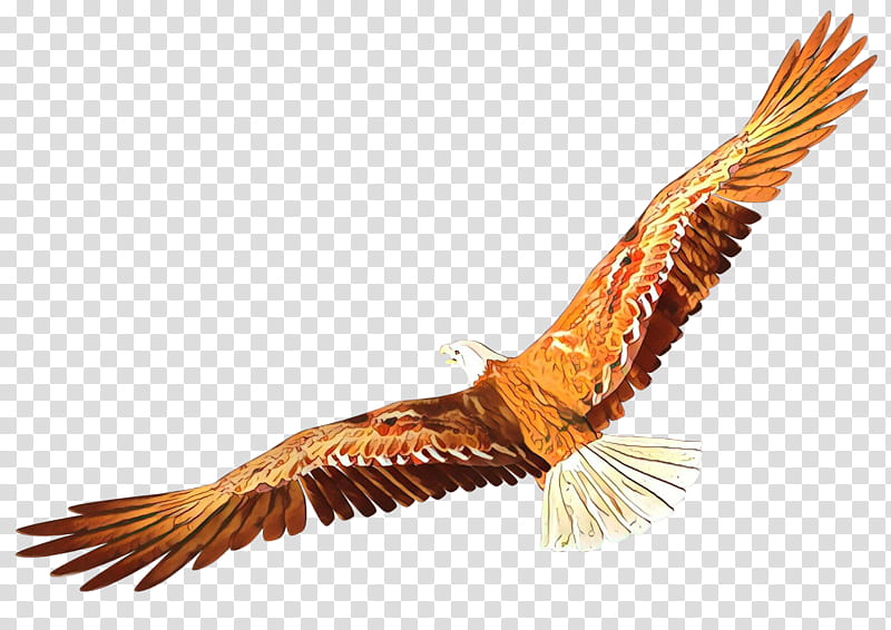 Turkey, Cartoon, Eagle, Bald Eagle, Bird, Turkey Vulture, Condor, Hawk transparent background PNG clipart