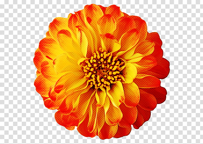 Orange, Flower, Petal, English Marigold, Tagetes, Plant, Zinnia, Yellow transparent background PNG clipart