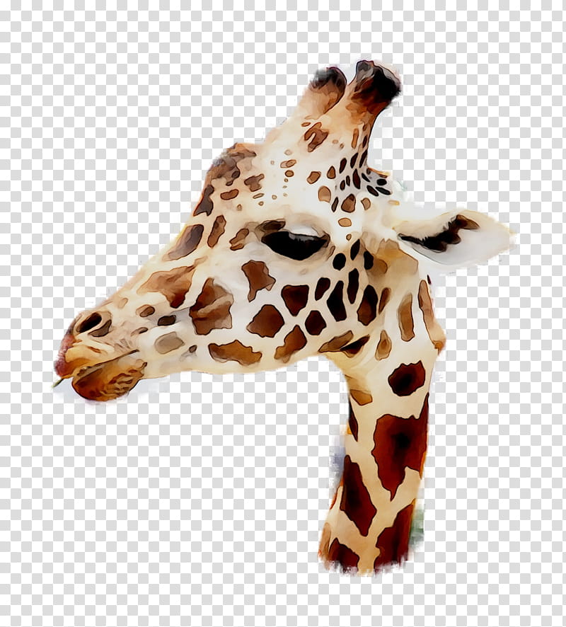 Birthday Animal, Northern Giraffe, Birthday
, Instagram, Giraffidae, Head, Neck, Snout transparent background PNG clipart