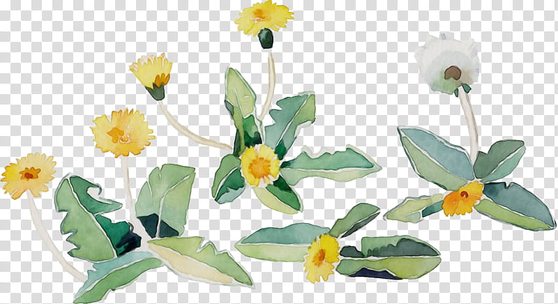 flower plant yellow petal wildflower, Watercolor, Paint, Wet Ink, Water Lily, Lesser Celandine, Plant Stem transparent background PNG clipart