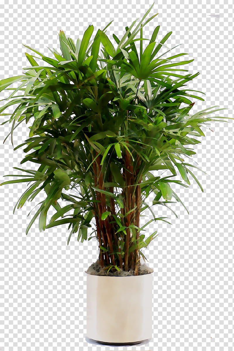 Palm Tree, Palm Trees, Flowerpot, Houseplant, Shrub, Arecales, Terrestrial Plant, Woody Plant transparent background PNG clipart