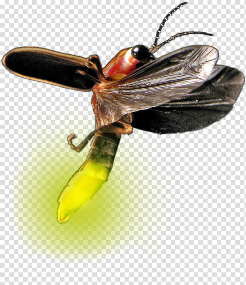 Bee, Firefly, Insect, Bioluminescence, Firefly Luciferase, Atp Test, Drawing, Dragonfly transparent background PNG clipart