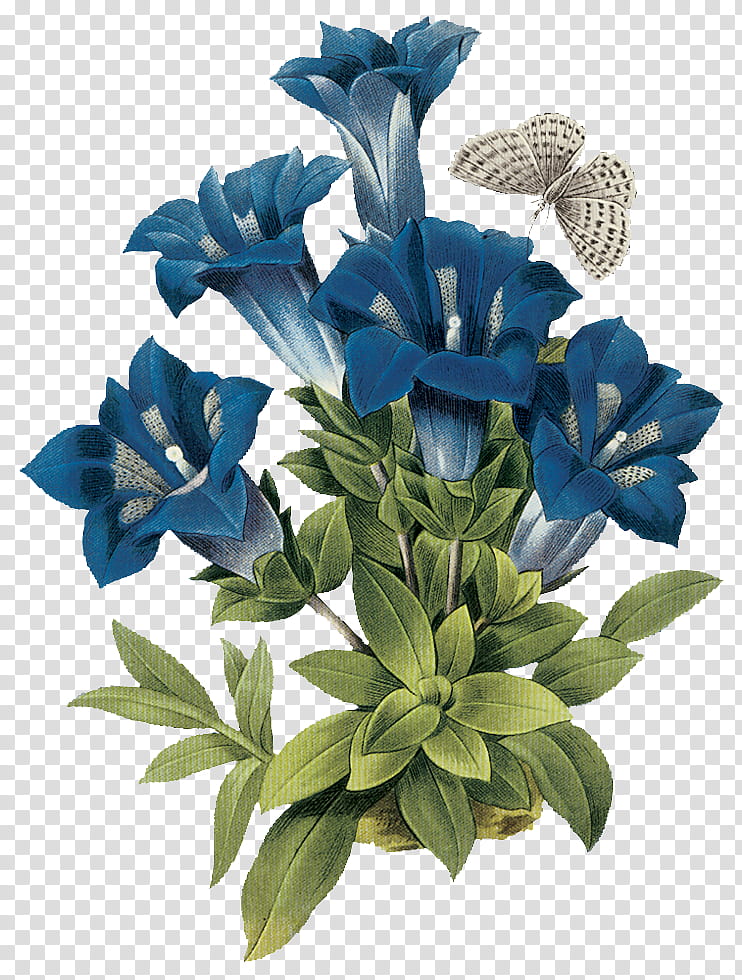 flower, green and blue-petaled flowers transparent background PNG clipart