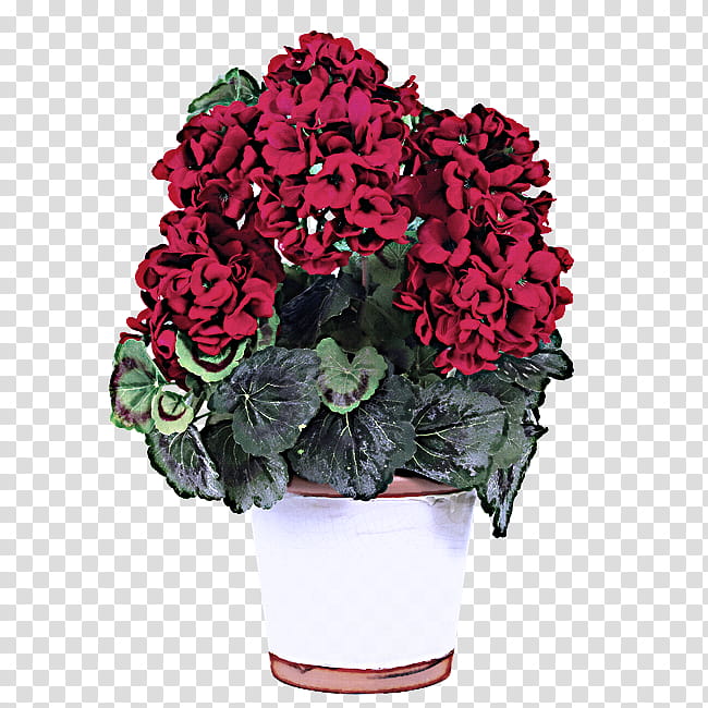 flower plant flowerpot red flowering plant, Cut Flowers, Pink, Hydrangeaceae, Petal transparent background PNG clipart
