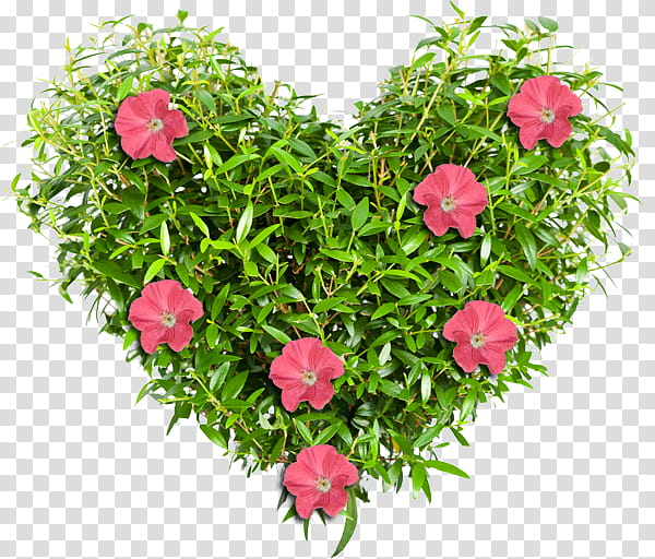 Floral Flower, Garden Roses, Cabbage Rose, Insecticidal Soap, Flowerpot, Health, Plants, Rock Garden transparent background PNG clipart