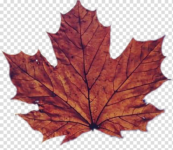 Red Maple Tree, Maple Leaf, Leaf Window, 1610 Aspect Ratio, Mobile Phones, Computer Monitors, Black Maple, Plant transparent background PNG clipart