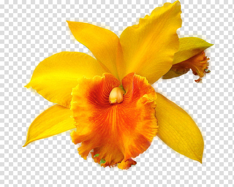 , yellow orchid flower transparent background PNG clipart