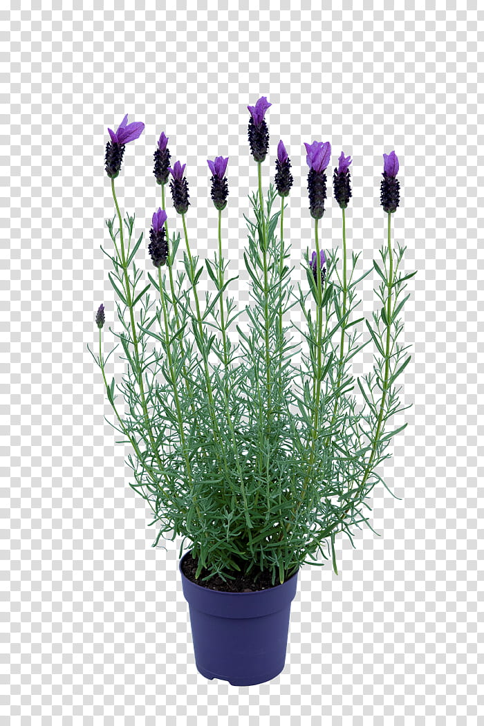 Lavender Flower, English Lavender, French Lavender, Florist Gayfeather, Plant, Flowerpot, Fernleaf Lavender, Lavandula Dentata transparent background PNG clipart