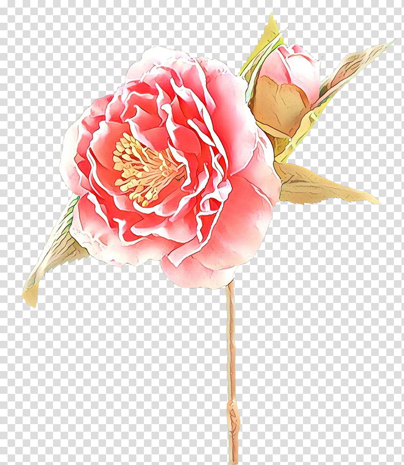 Watercolor Pink Flowers, Cartoon, Garden Roses, Cabbage Rose, Cut Flowers, Artificial Flower, Floral Design, Flower Bouquet transparent background PNG clipart