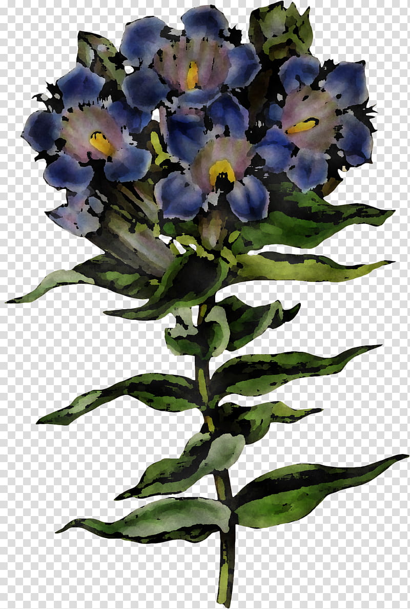 flower plant blue violet cut flowers, Petal, Gentian Family, Gentiana, Wildflower, Borage Family, Wallflower, Dayflower transparent background PNG clipart