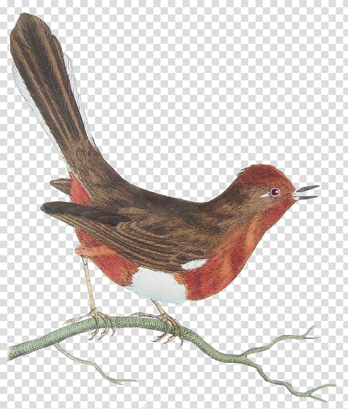 brown bird on branch art transparent background PNG clipart