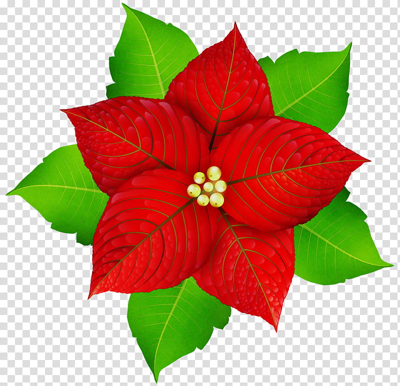 Christmas Poinsettia, Watercolor, Paint, Wet Ink, Christmas Day, Joulukukka, Christmas, Computer Icons transparent background PNG clipart