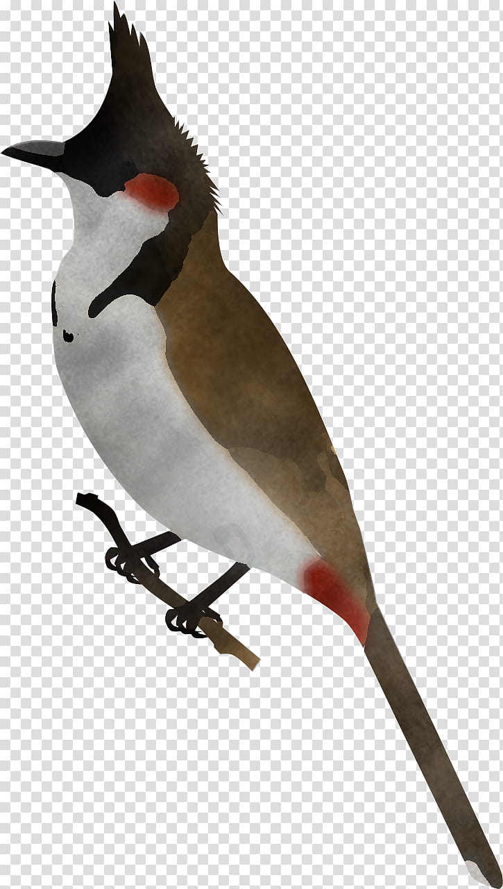 bird beak waxwing finch perching bird, Bulbul, Cedar Waxwing, Songbird transparent background PNG clipart