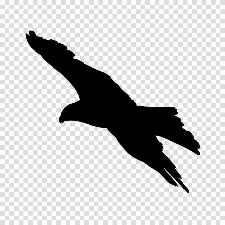 bird beak wing golden eagle kite, Claw, Bird Of Prey, Silhouette, Falconiformes transparent background PNG clipart