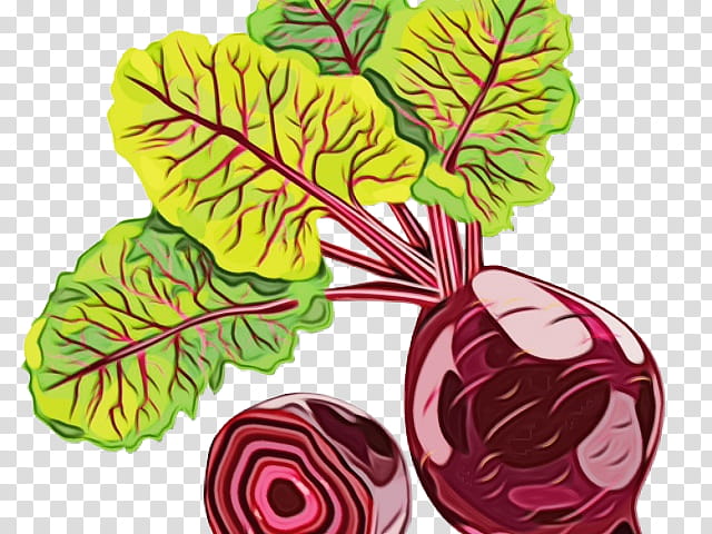 beetroot vegetable cabbage leaf leaf vegetable, Watercolor, Paint, Wet Ink, Plant, Chard, Flower transparent background PNG clipart