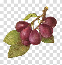 purple fruit illustration transparent background PNG clipart