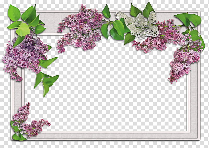 Background Flower Frame, Frames, Lilac, Floral Design, Cut Flowers, Online And Offline, Blossom, Branch transparent background PNG clipart