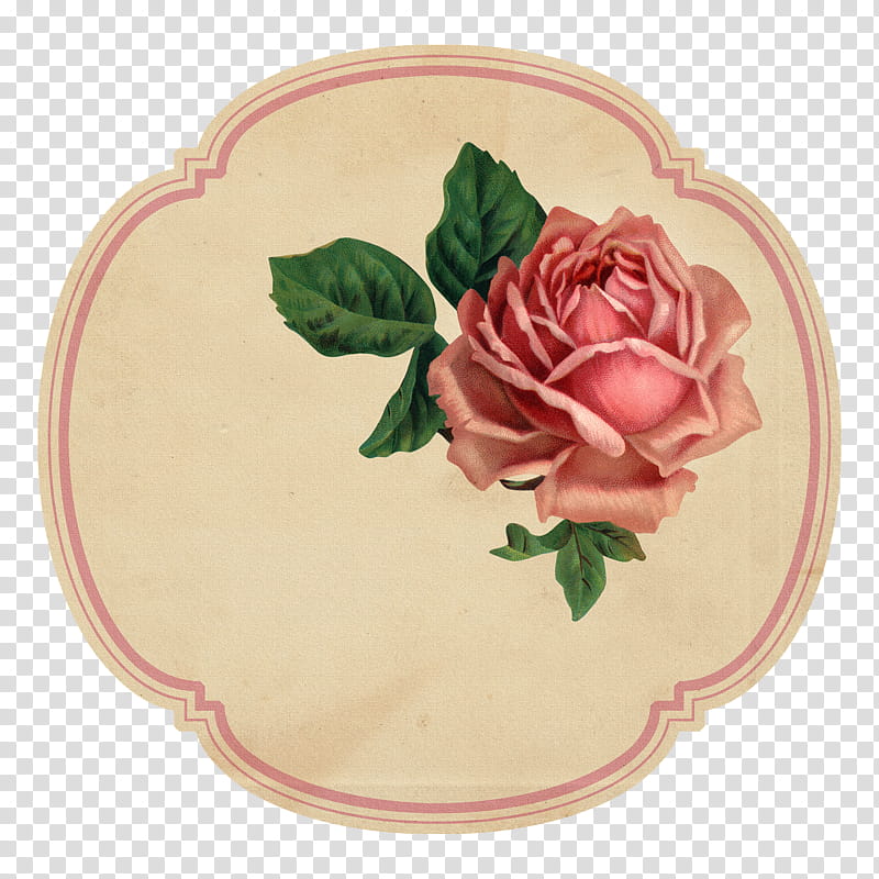 Pink Flower, Garden Roses, Paper, Label, Cut Flowers, Tally Stick, Decoupage, Petal transparent background PNG clipart
