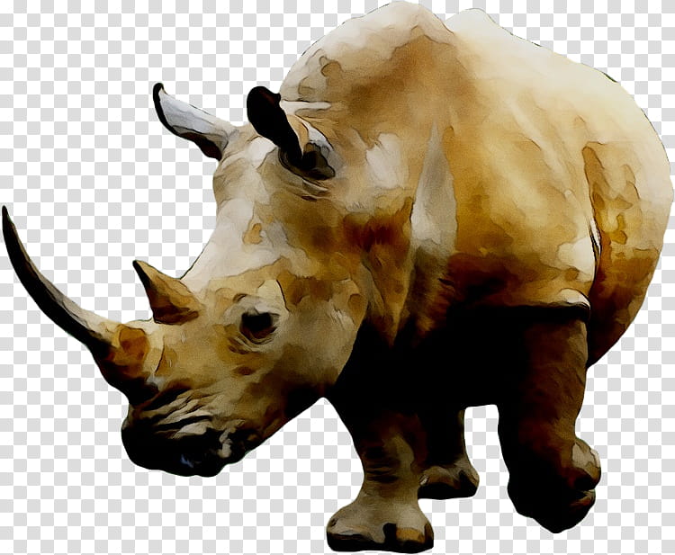 Animal, Rhinoceros, Rhino Rhino, White Rhinoceros, Drawing, Rendering, Horn, Black Rhinoceros transparent background PNG clipart