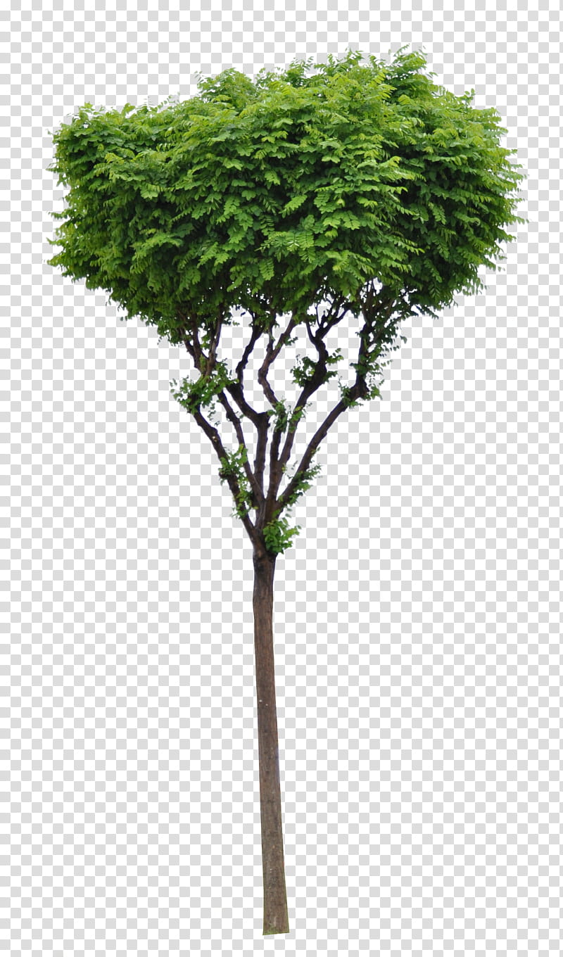 Isolated young tree in, ge transparent background PNG clipart