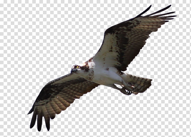Cutout Osprey , brown and white eagle transparent background PNG clipart