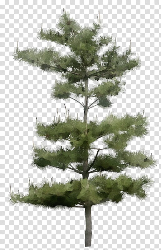 tree balsam fir shortleaf black spruce white pine yellow fir, Watercolor, Paint, Wet Ink, Lodgepole Pine, Red Pine, Jack Pine, Oregon Pine transparent background PNG clipart