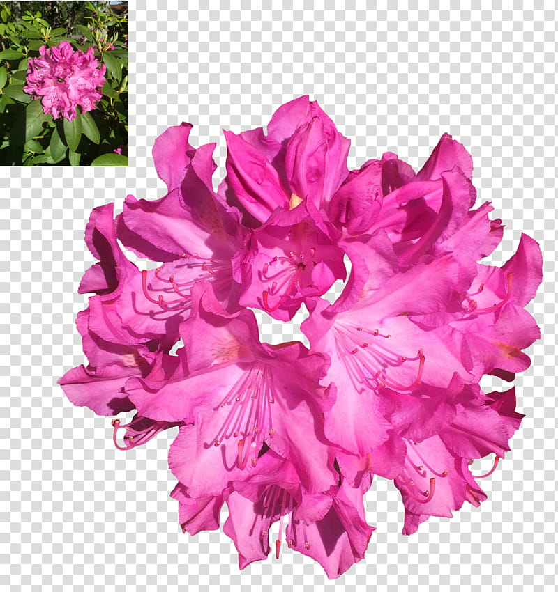 Rhododendron, pink-petaled flower transparent background PNG clipart
