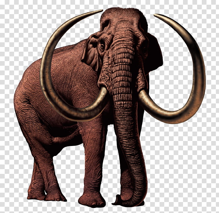 Elephant, African Elephant, Mammuthus Meridionalis, Woolly Mammoth, American Mastodon, Columbian Mammoth, Drawing, Tusk transparent background PNG clipart