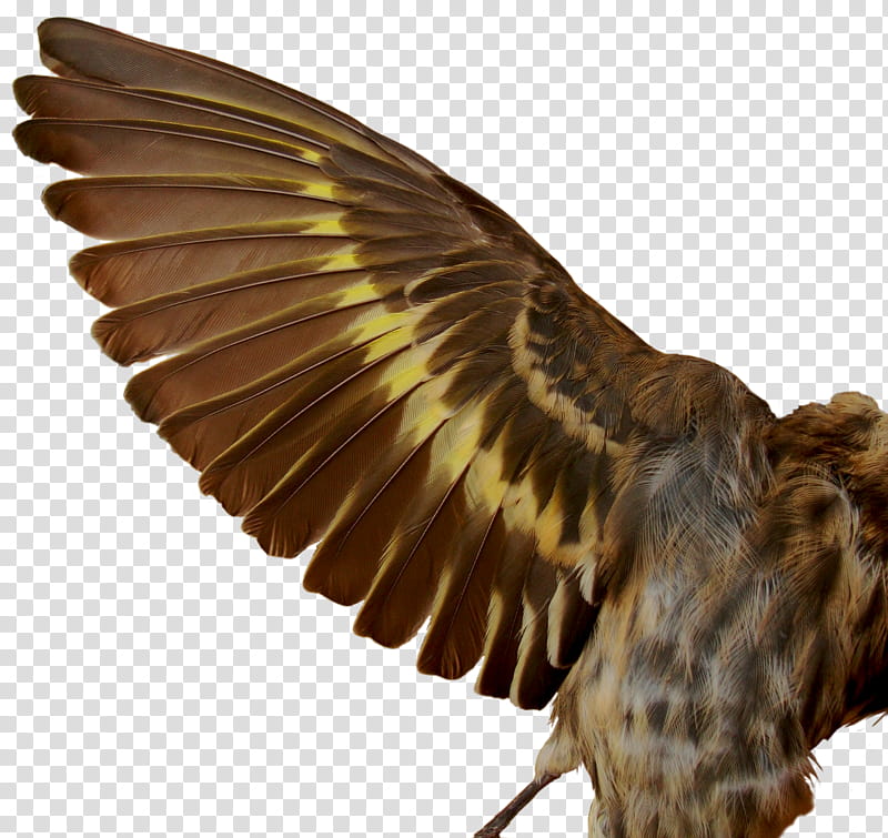Pine Siskin , bird spreading its wings transparent background PNG clipart