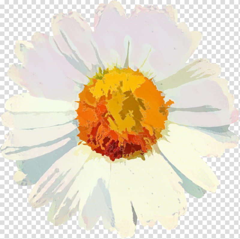 Flowers, Common Daisy, Petal, Floral Design, Transvaal Daisy, Daisy Family, White, Yellow transparent background PNG clipart