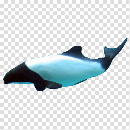 Whale, Roughtoothed Dolphin, Shortbeaked Common Dolphin, Porpoise, Whales, Longbeaked Common Dolphin, Biology, Bottlenose Dolphin transparent background PNG clipart