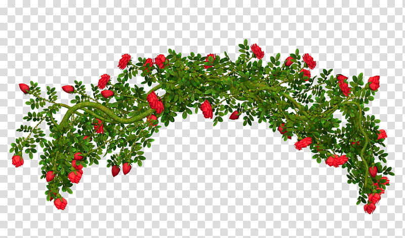 Rose Flower Drawing, Shrub, Plants, Holly, Geranium, Berry, Cherry Tomatoes, Currant transparent background PNG clipart